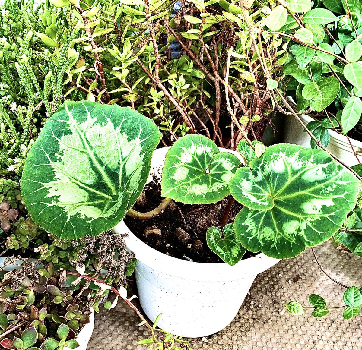 みんなの サンローズ 口コミ 評判 食べたいランチ 夜ごはんがきっと見つかる ナウティスイーツ