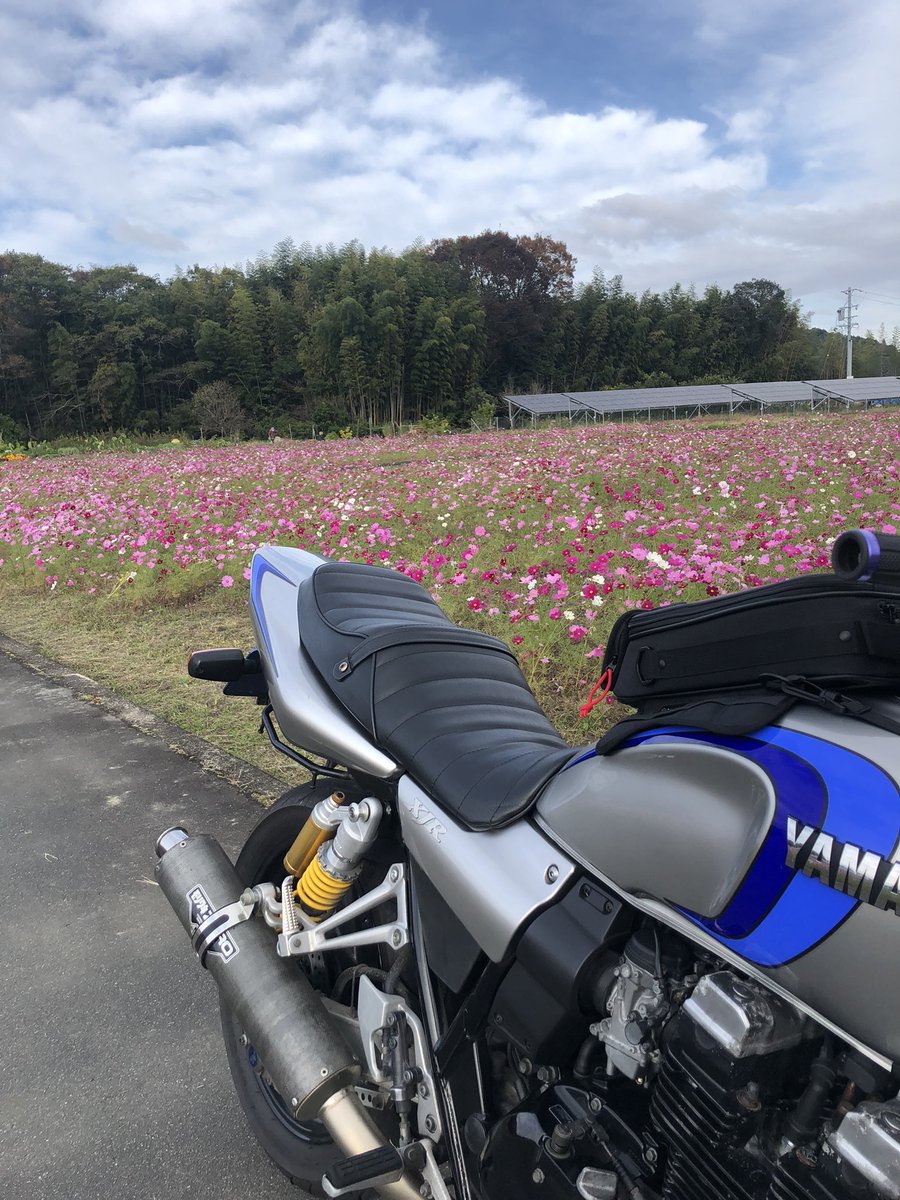 43Spped's tweet photo. 晴れてよかった〜
#xjr400r
#空冷4発
#コスモス https://t.co/U95lCahMWt