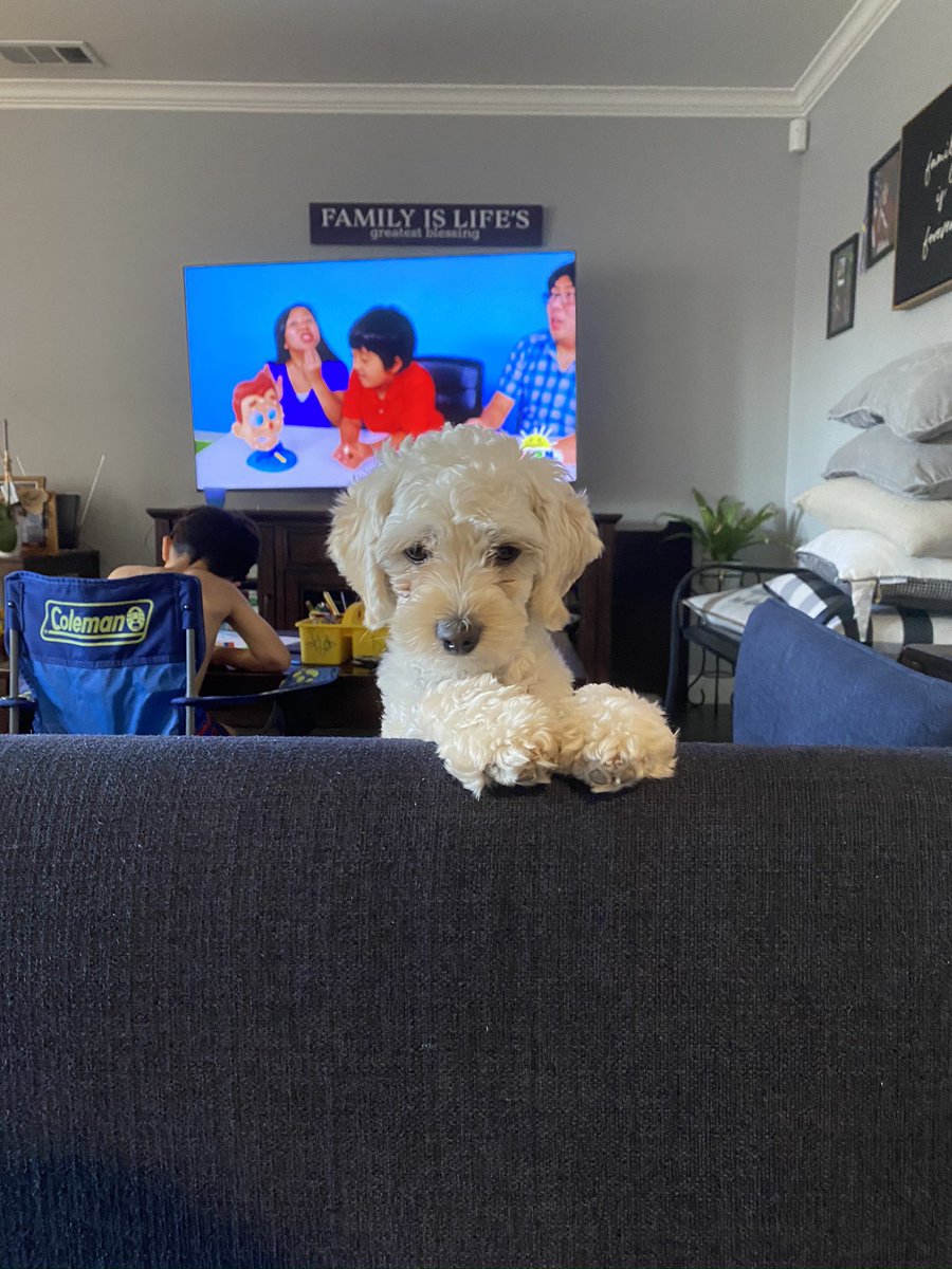 nbiancaaa's tweet photo. Twitter please do your thing. My dog went missing about two hours ago. Her name is Sky. She was last seen running past Pollo Loco in Artesia on Pioneer towards 166th. Please DM me if you see her. My little brother is heartbroken 💔 https://t.co/ACNYIzshvb