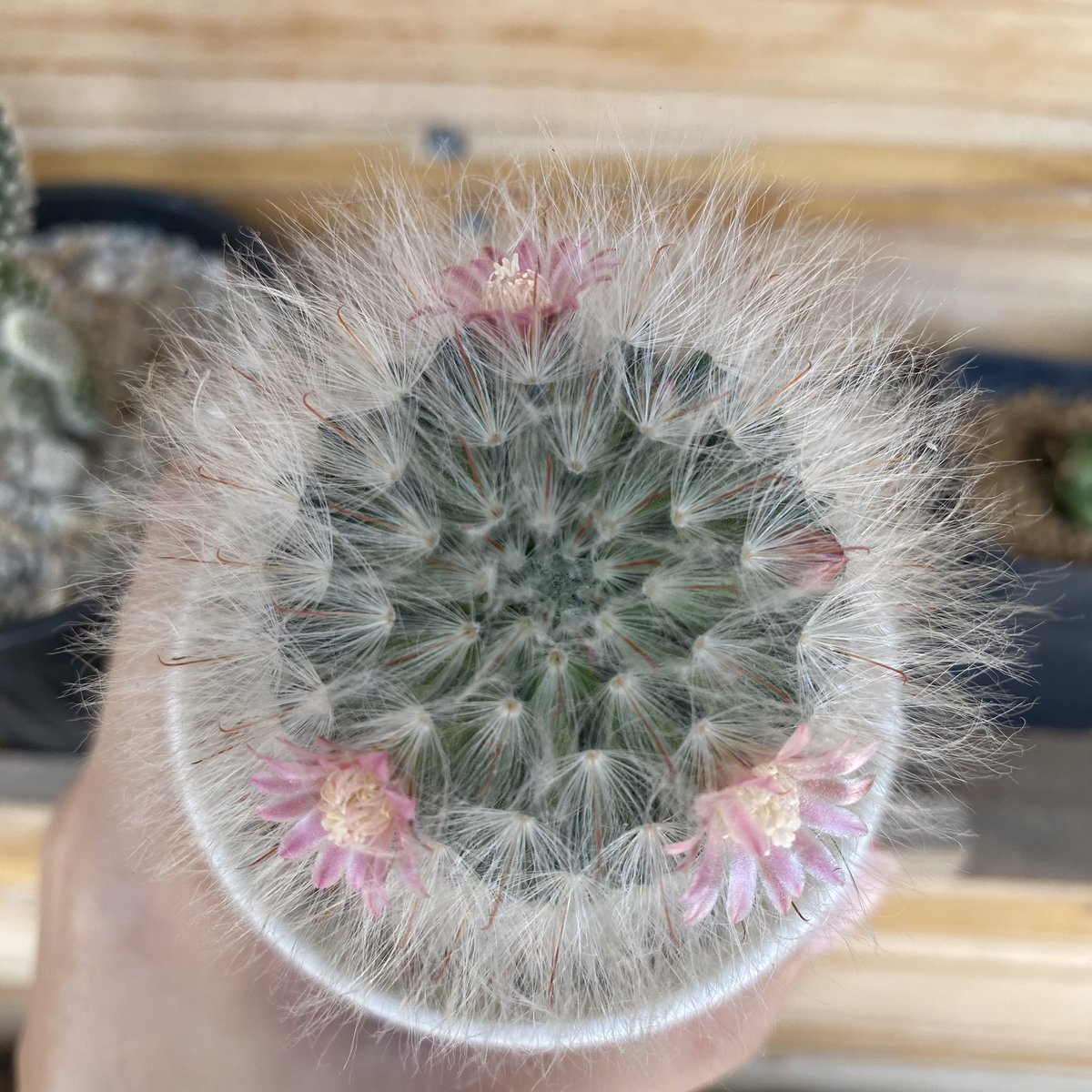 CactusDoubleK's tweet photo. วันนี้เสนอ แมมขนแมว 🐈 #แมมขนแมว
#แคคตัส #ยิมโน #cactus #ไม้ประดับไม้ตกแต่ง #ราคาถูก #ของตกแต่งห้อง #ต้นไม้ด่าง #ต้นไม้ #คริส #แคคตัสคริส https://t.co/fqvcCsdBFp