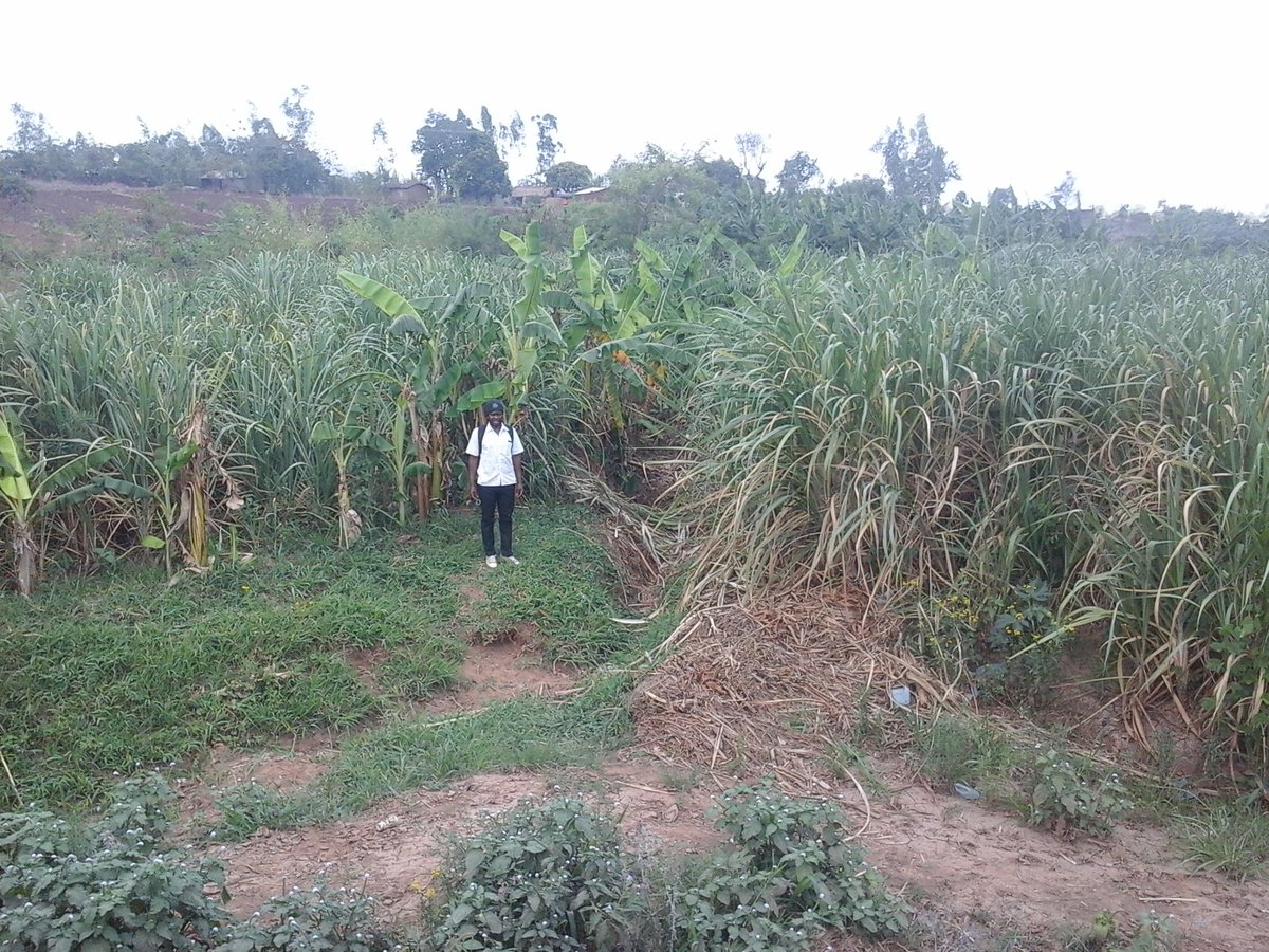 TIYEPADNetwork's tweet photo. Creating #FoodForestGarden is a way to sustainable living. Leader in action. #Permacuture https://t.co/gVQX8mSODF