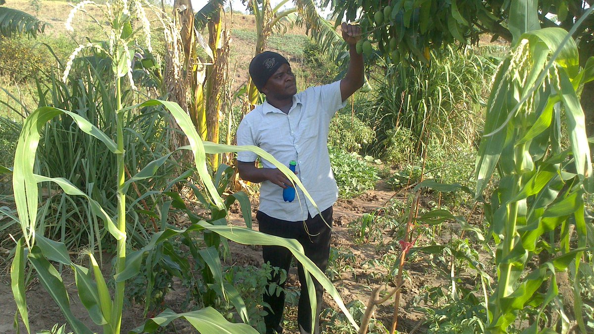 TIYEPADNetwork's tweet photo. Creating #FoodForestGarden is a way to sustainable living. Leader in action. #Permacuture https://t.co/gVQX8mSODF