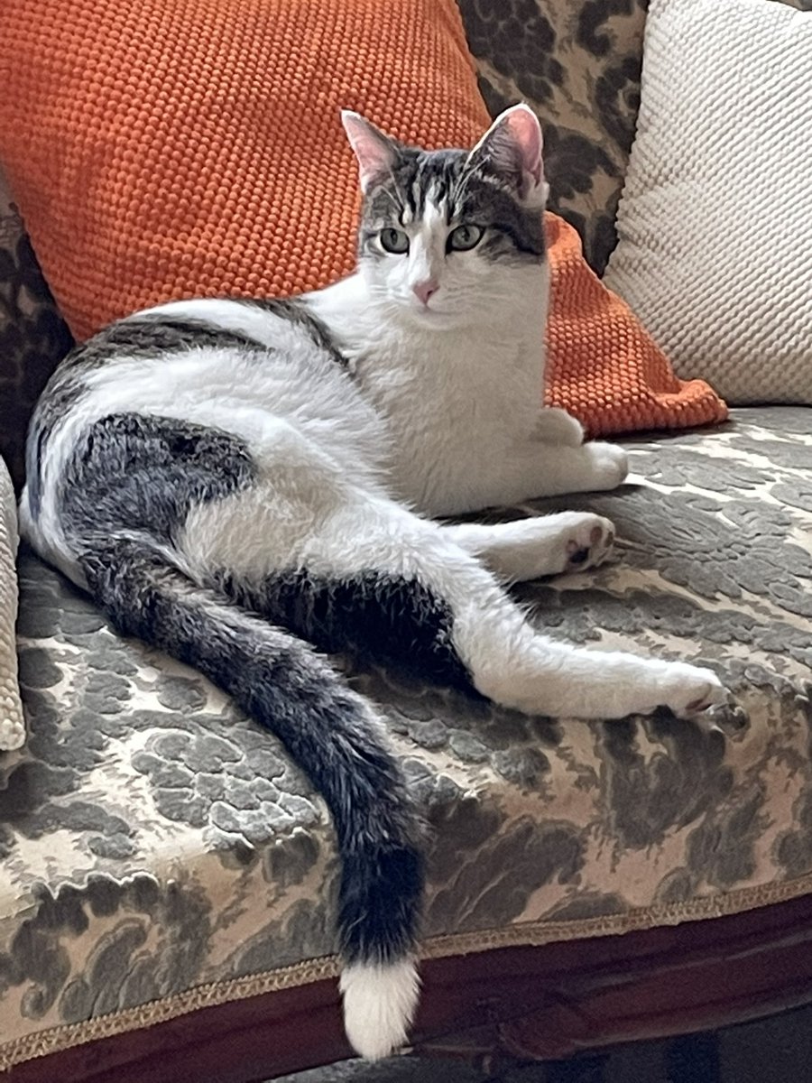 megera76's tweet image. Le visite della domenica mattina 🥰 #Piuma