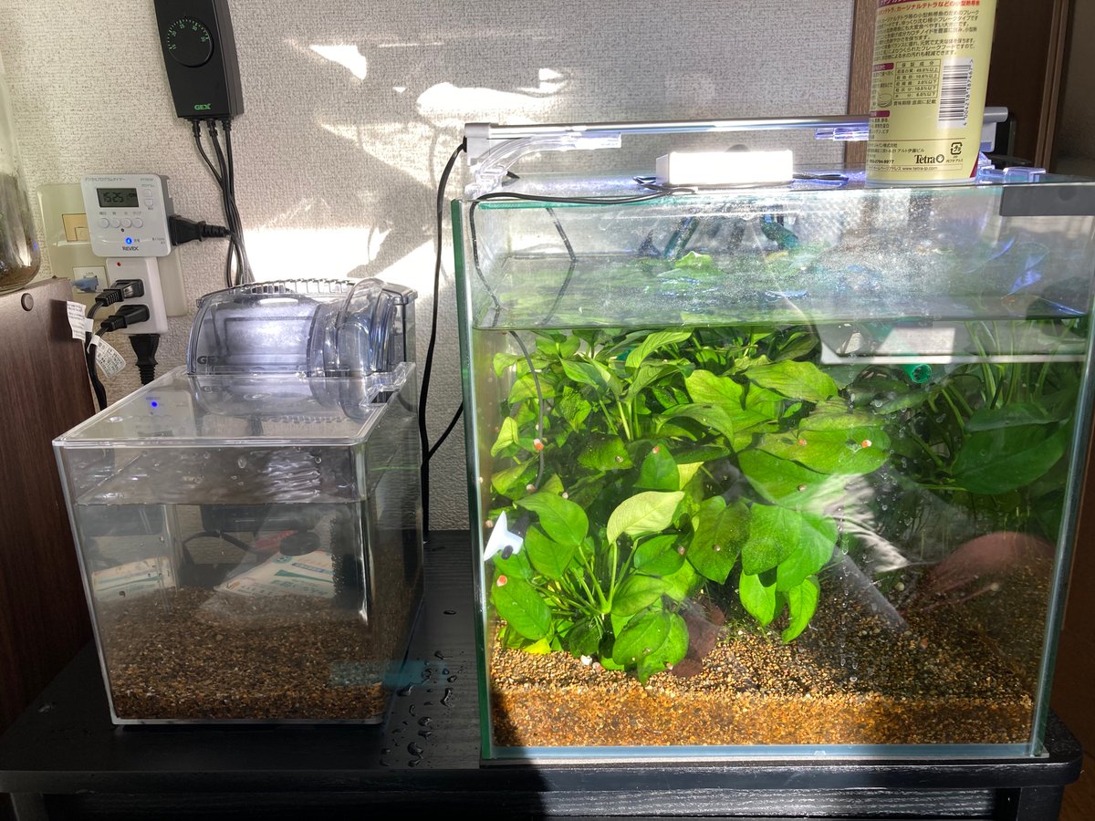 避難用に用意してた水槽に今いる生体(グローライトテトラ2オトシン1)、移してリセットする予定、CO2添加とかソイルとかも試してみたいからゆっくり作っていく