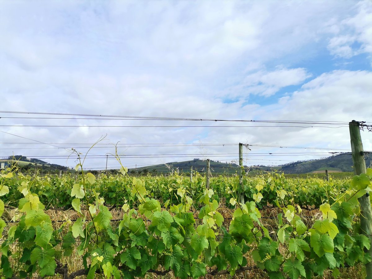 keelyngibbons's tweet photo. 2022 Harvest Loading... 

#2022Harvest #MulderboschVineyards #Stellenbosch https://t.co/mR4gSz9UNe
