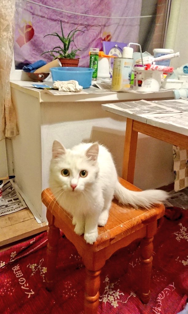 ashiya74ru's tweet photo. ゼフィルカ大きくなった！😺
部屋は内装工事中みたい
そして日本語?? https://t.co/f1SK6s45oW
