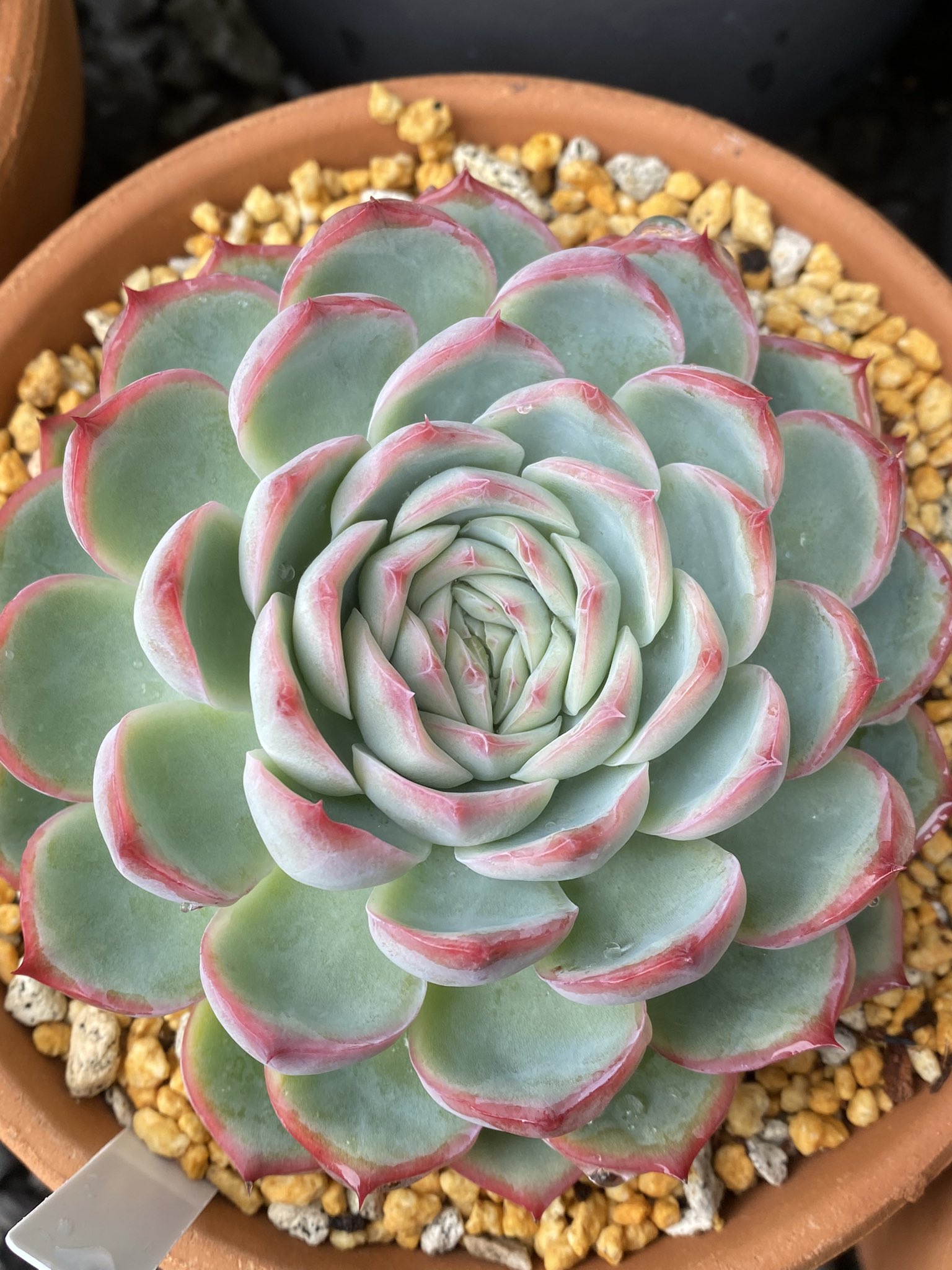 タカ 綺麗が過ぎやしませんかね Part 2 2 多肉植物 エケベリア シルエット クリスマスイブ ファイヤーピラー ブラッドマリア 紅葉 上から 園芸 ガーデニング T Co 6k5cmf6uvy Twitter