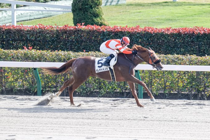 競走馬 オニャンコポン かわいい名前の意味は ふざけてるんじゃない深い由来 あたらしいもの好き くいしんぼうな薬剤師ママブログ