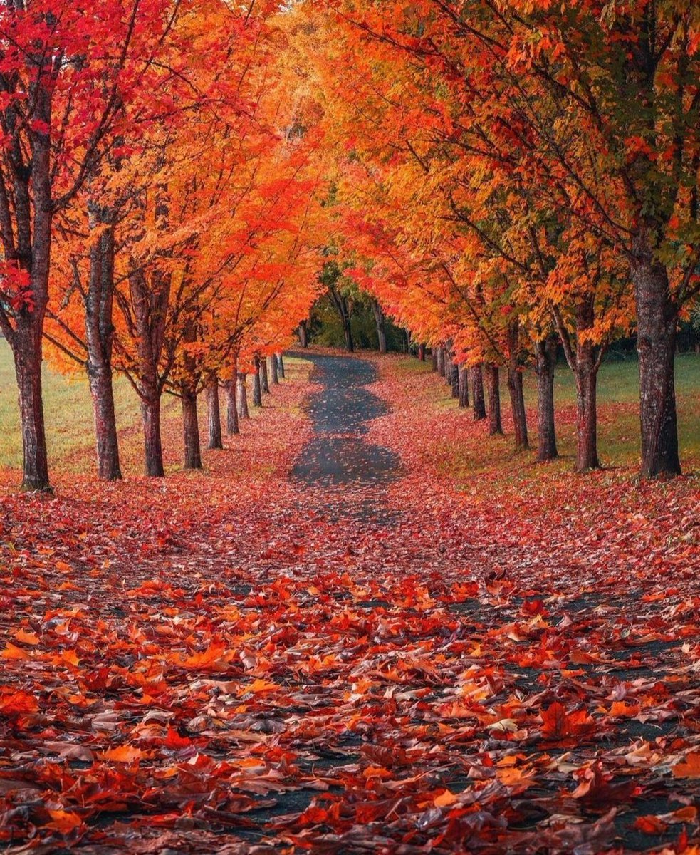 Lady021ll's tweet photo. #tunnel_of_trees #autumn_tunnel #beautiful_picture #love_it https://t.co/UctWsvXNQM