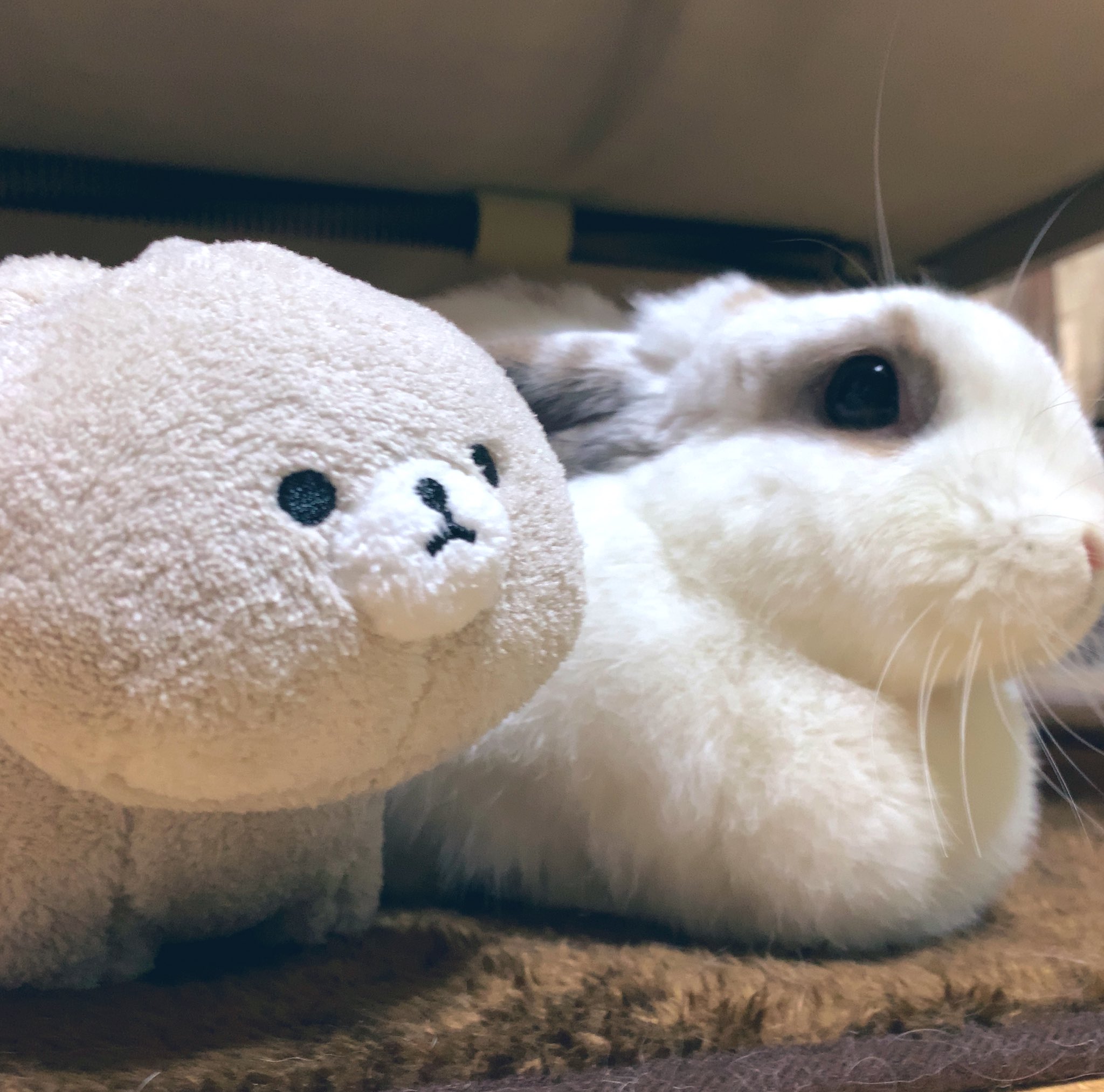 マロ0214 お友達の ネザーランドドワーフちゃん うさぎ ウサギ たれみみうさぎ ロップイヤー ロップイヤーラビット ホーランドロップ かわいい T Co Wwxjgfb7ea Twitter