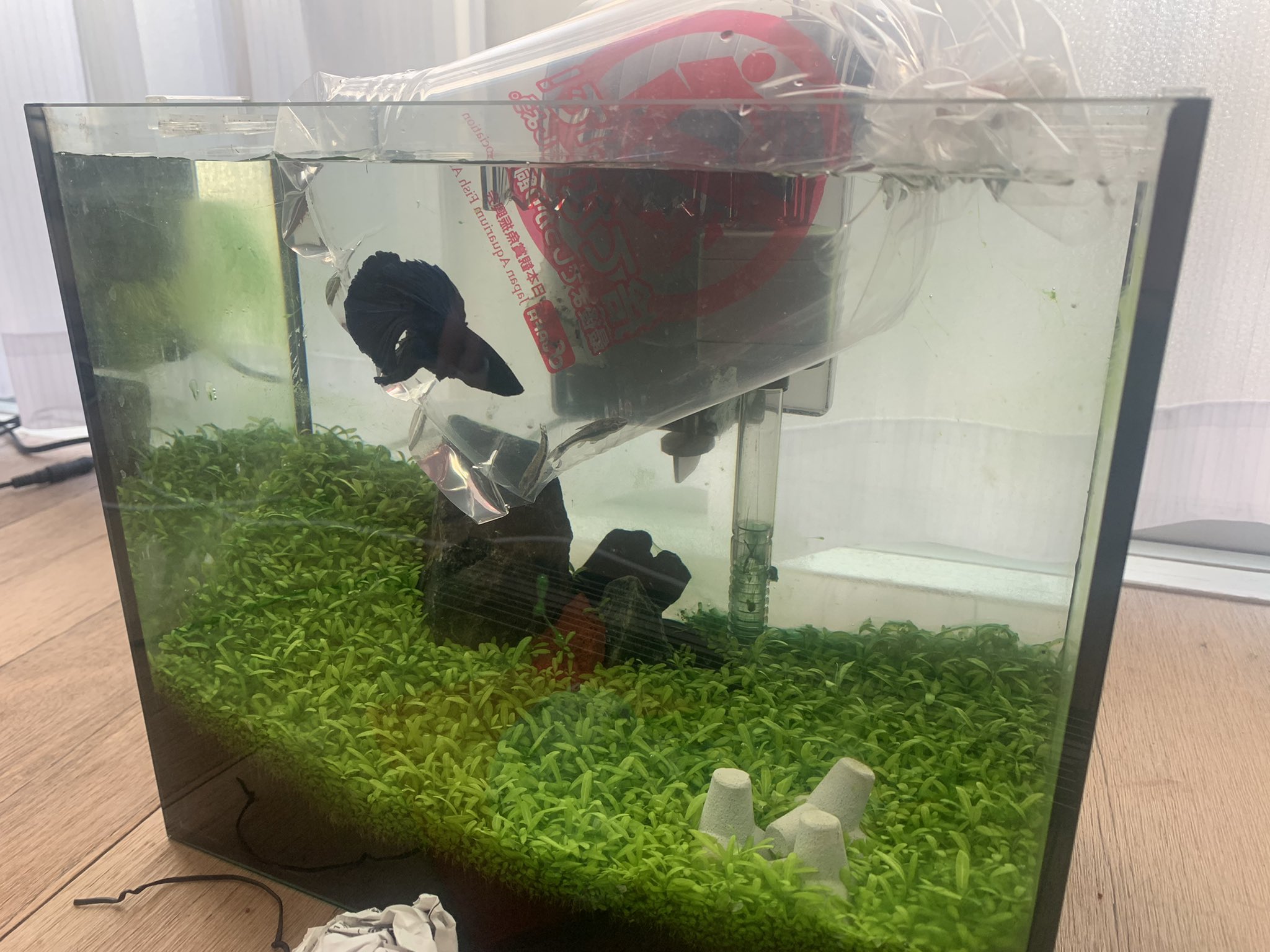 こめこぱん ベタの水槽にオトシンクルスが仲間入り Ye 8 E ｷﾞｮｷﾞｮ ベタ 水草水槽 オトシンクルス T Co Ipcosdneqd Twitter