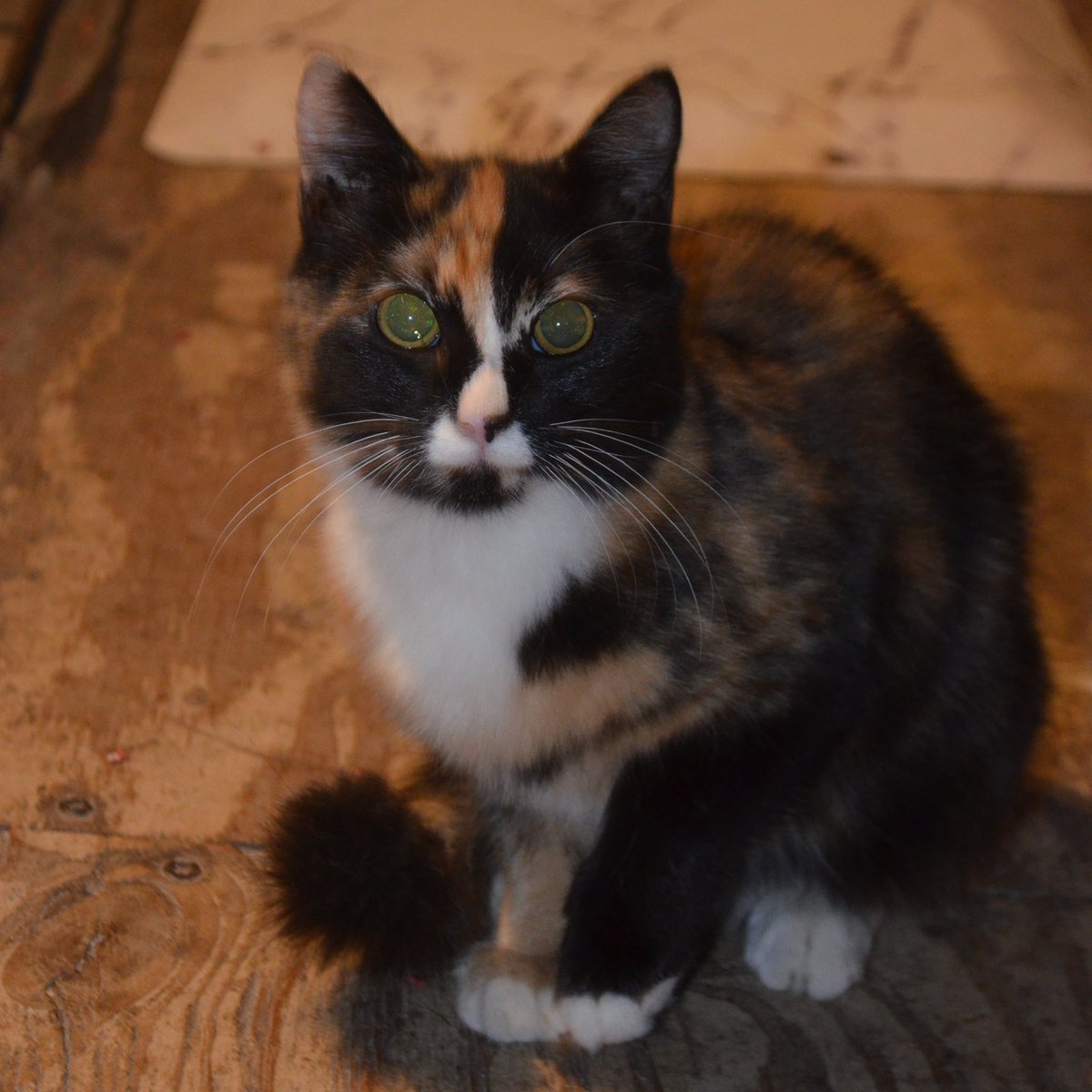MrWuggums's tweet photo. heri here.. this weekend chesty's tortie sister had hers #GotchaDay.. she was avoidings coming inside but decided livings feral is no ways to be.. now she will gets da worships she deserves but she needs an name.. we is taking suggestions!😺💕🐾💖
#CatsOfTwitter #WelcomeToXanawu https://t.co/oQ88yhIQBN