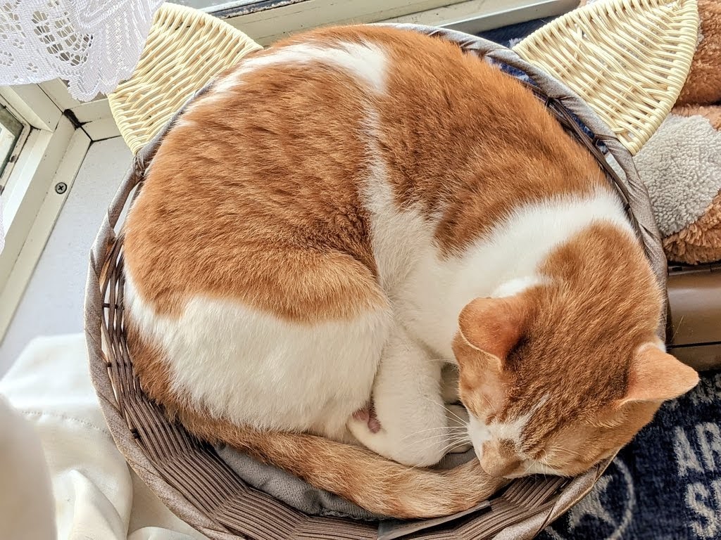 猫鍋 Twitter Search Twitter