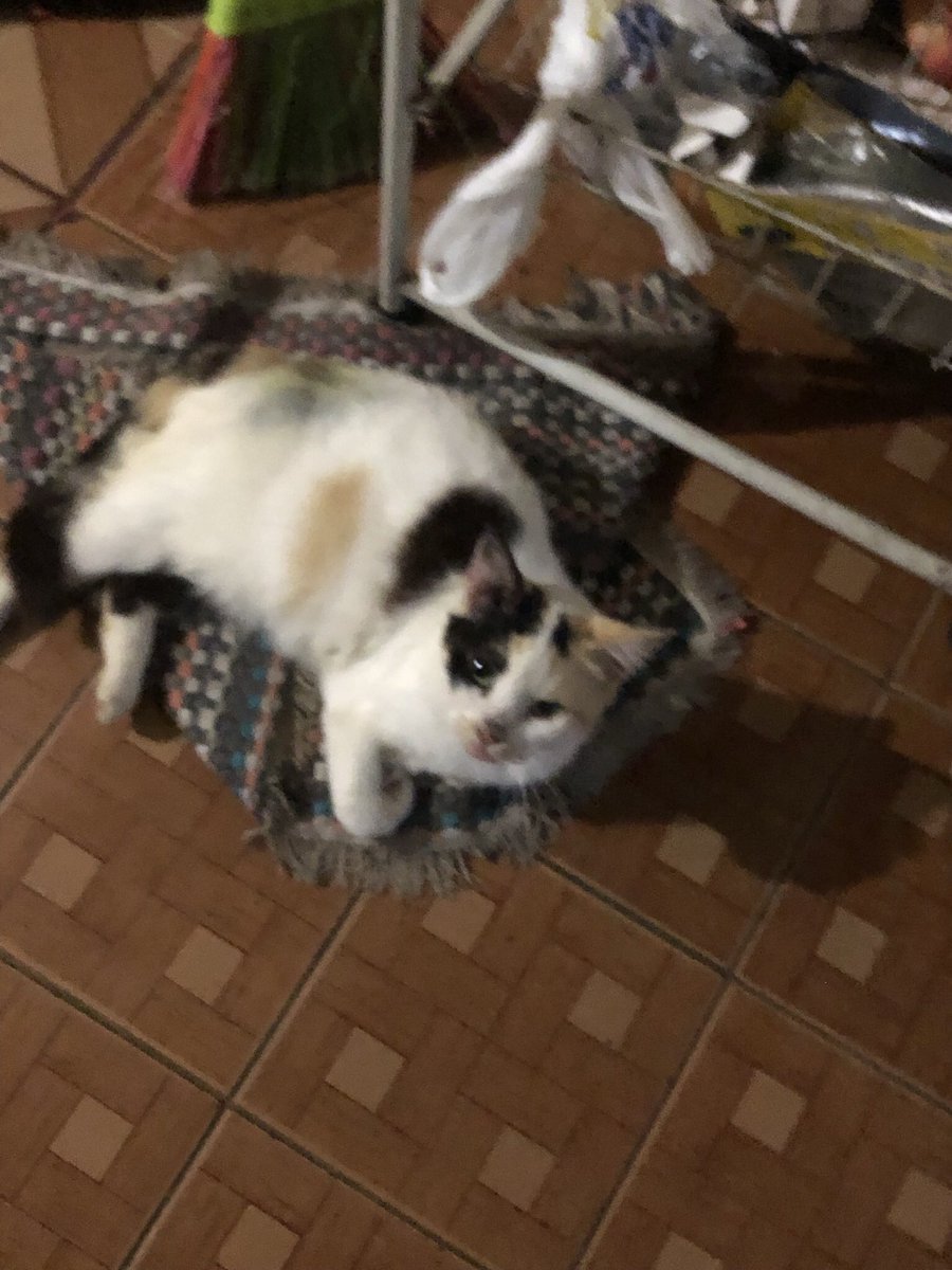cats!!!