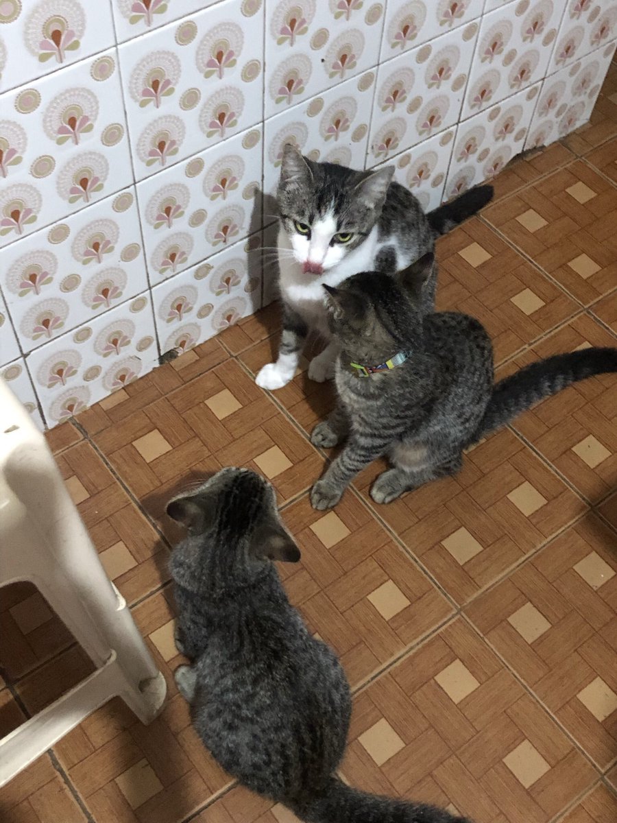 lpsck's tweet photo. cats!!! https://t.co/poL3qA8WDv