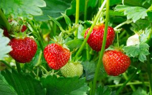 MeNutroo's tweet photo. How To Grow Strawberries ...
https://t.co/BFCfTb55fU

#AnnualSeeds #BackyardGardenIdeas #BackyardGardening #BasicsOfMulching #Gardening https://t.co/r1Nm0NCliP
