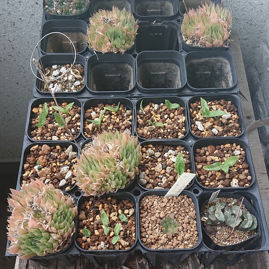 hondashi6_6's tweet photo. レデボウリア・ソシアリスの緑のやつを株分けして植え替えた。
紫のやつはロストしたから、どうせならどっかで仕入れたいなw
多肉ちゃんは・・・また今度w
#TEAM_HA #レデボウリア #ソシアリス #Ledebouria #socialis https://t.co/eOBKZKsz2J