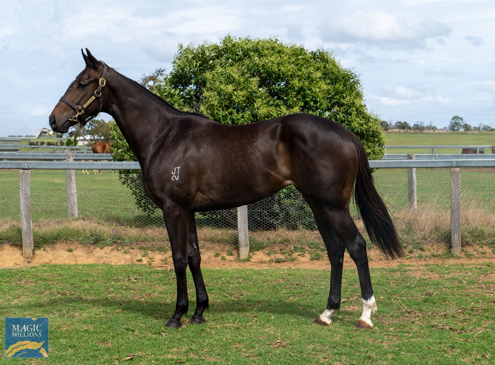 Second Fastest Breeze Up at Magic Millions and the ONLY Spirit of Boom in the sale. This filly clocked 10.24 ⏱️🔥
Sells tomorrow as Lot 137 with Alexia Fraser Bloodstock magicmillions.com.au/vplayer/?scode…