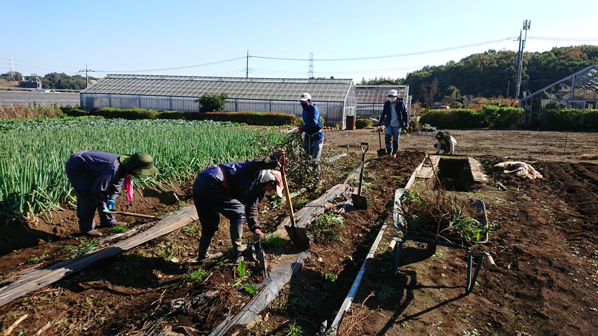 早川由美子yumiko Hayakawa ナス同様 秋まで収穫が続いたピーマンも撤収作業をしていました コンパニオンプランツ 害虫除け として ピーマンの根本付近に植えられていたイタリアン パセリも とても大きく成長していました パセリは 固いので食べられ