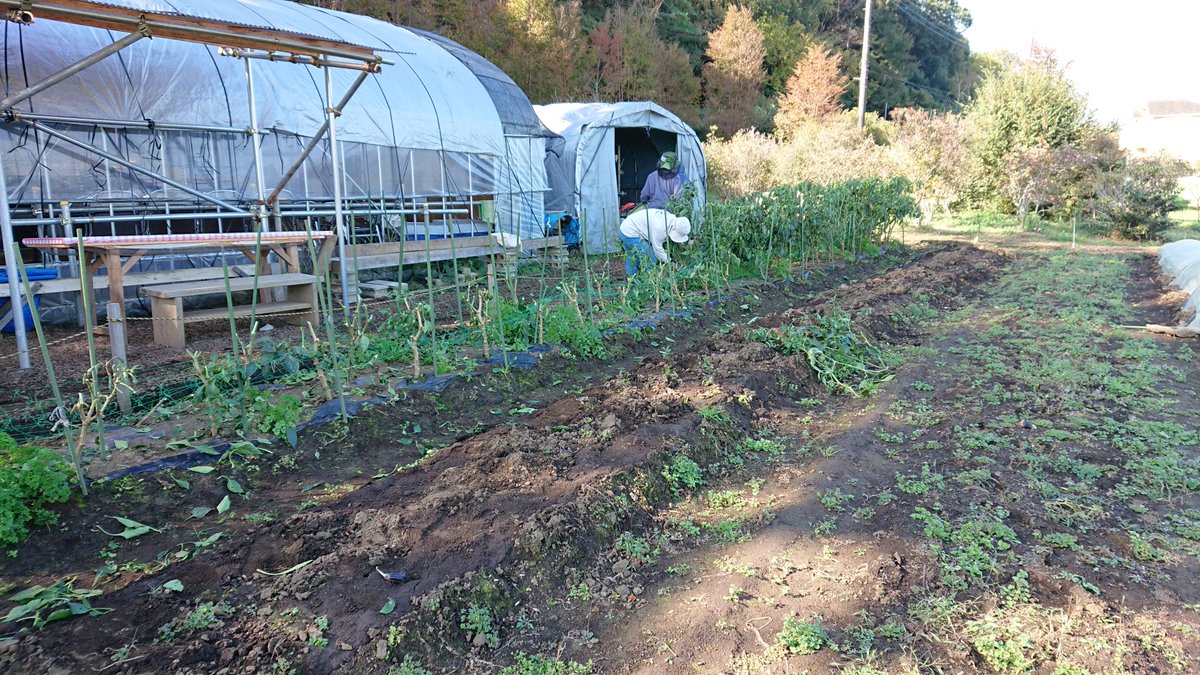 早川由美子yumiko Hayakawa ナス同様 秋まで収穫が続いたピーマンも撤収作業をしていました コンパニオンプランツ 害虫除け として ピーマンの根本付近に植えられていたイタリアン パセリも とても大きく成長していました パセリは 固いので食べられ