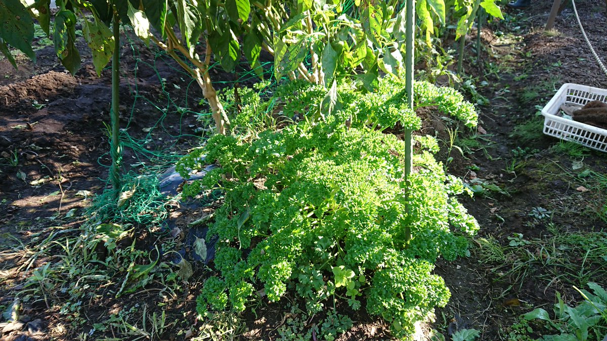 早川由美子yumiko Hayakawa ナス同様 秋まで収穫が続いたピーマンも撤収作業をしていました コンパニオンプランツ 害虫除け として ピーマンの根本付近に植えられていたイタリアン パセリも とても大きく成長していました パセリは 固いので食べられ