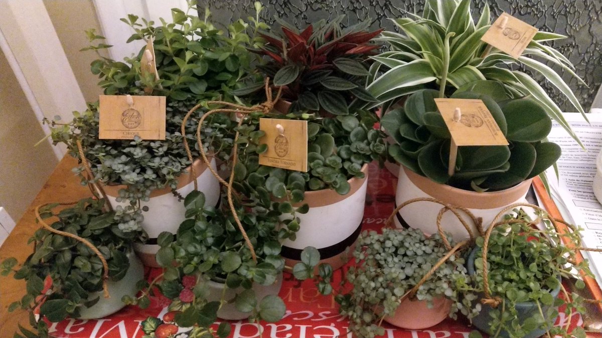 Missdragonflyct's tweet photo. Parce que jardiner ça fait du bien ! #succulentesetautresplantesvertes https://t.co/a3bYefI1SC