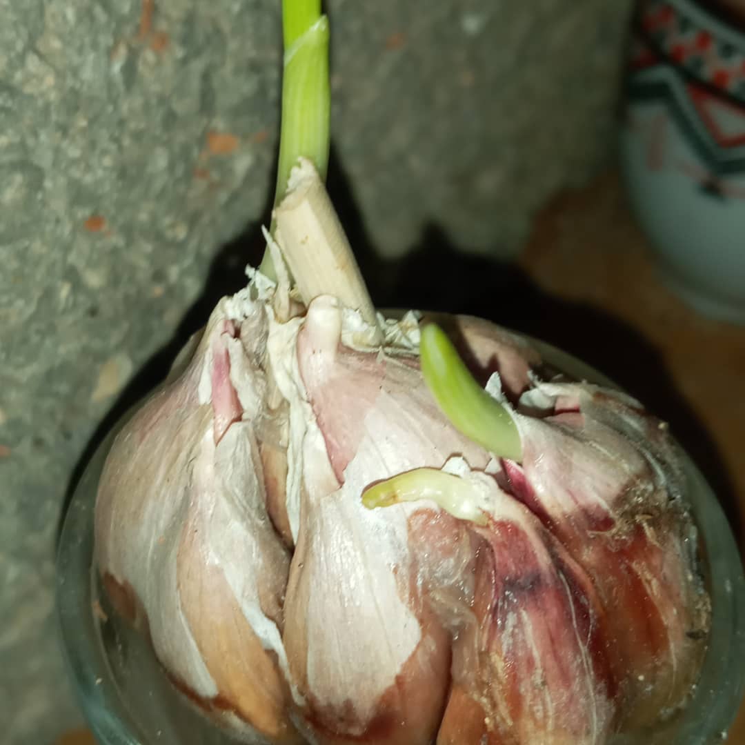 mostra_m's tweet photo. Hello my friends who love agriculture
 We are back after an absence
 ........
 Grow garlic with water only
 Very cool
 Watch more coming 
#beautiful #ideas #planttwitter #garlic #Farmers #AdultWork https://t.co/ALzPt2Sndm
