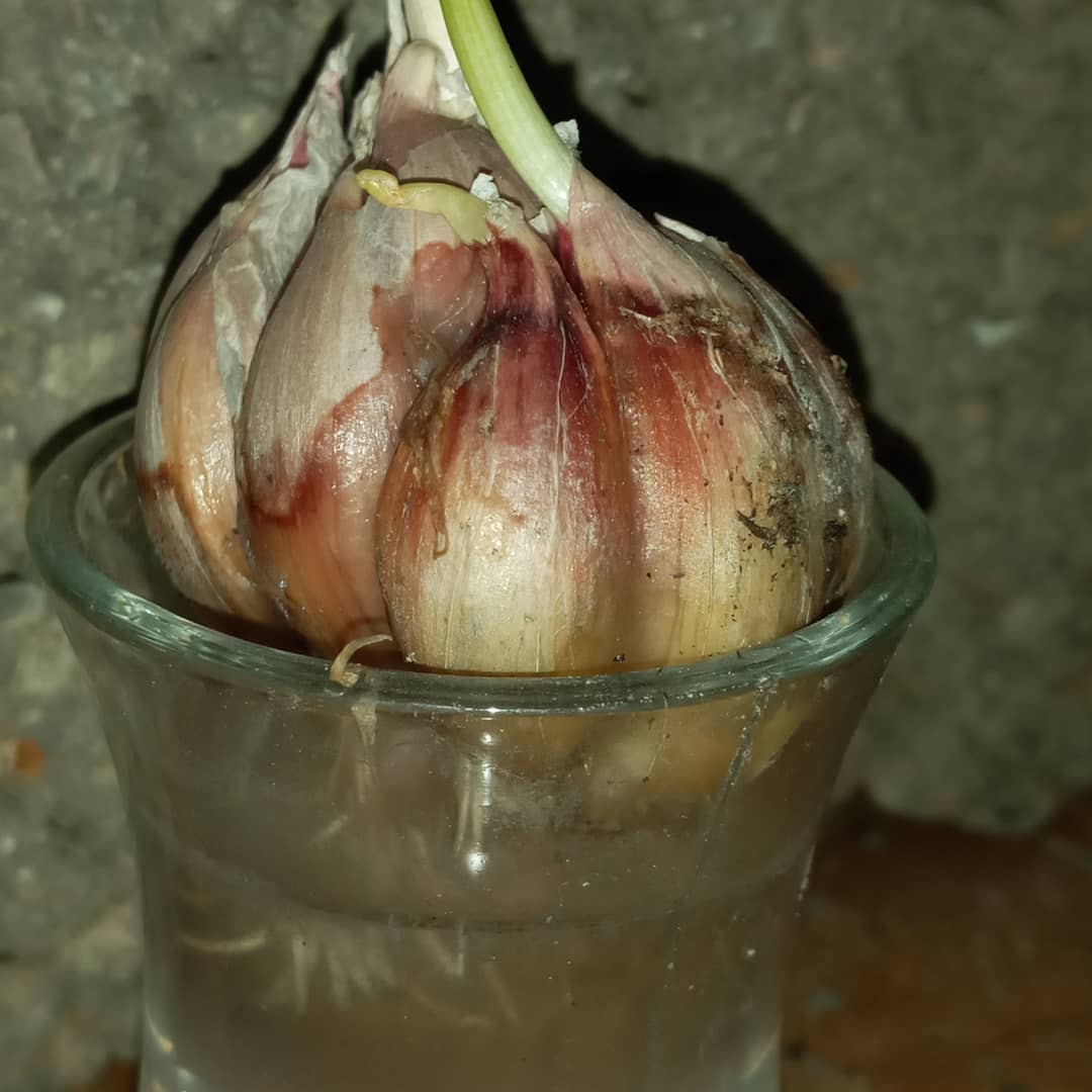 mostra_m's tweet photo. Hello my friends who love agriculture
 We are back after an absence
 ........
 Grow garlic with water only
 Very cool
 Watch more coming 
#beautiful #ideas #planttwitter #garlic #Farmers #AdultWork https://t.co/ALzPt2Sndm