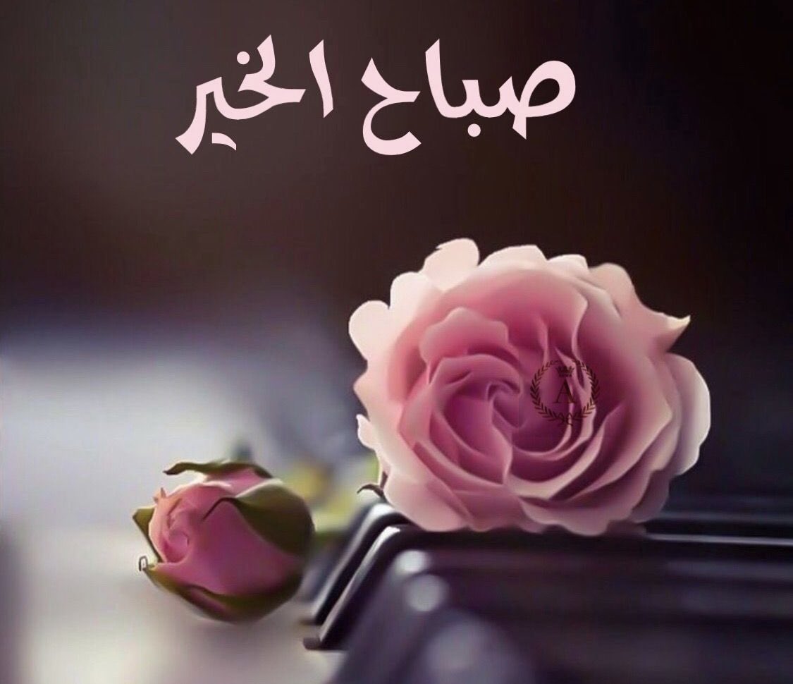 ben_issa98's tweet photo. أسعد الله صباحكم بكل خير https://t.co/h3905Vl1gL