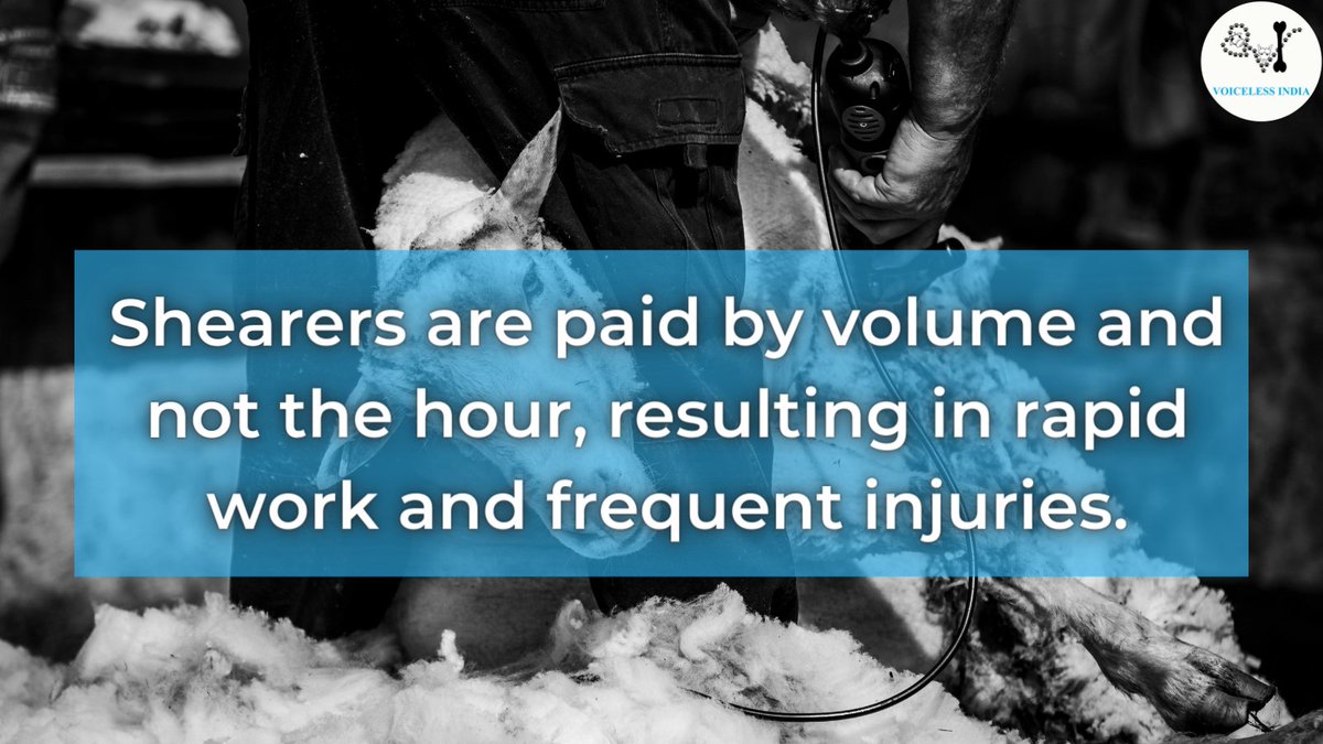 IndiaVoiceless's tweet photo. #sheep in the #wool industry are tortured and #murdered for their #fleece. The shearers who get paid by bulk and not by hour, shear carelessly causing multiple injuries and the ' #nonprofitable ' sheep are sent for #slaughter. Help these #animals by avoiding #wool this #winter. https://t.co/BnXikEkkqj