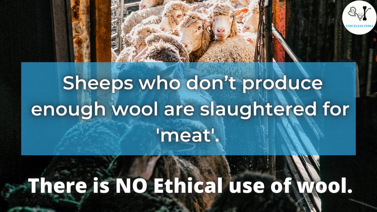 IndiaVoiceless's tweet photo. #sheep in the #wool industry are tortured and #murdered for their #fleece. The shearers who get paid by bulk and not by hour, shear carelessly causing multiple injuries and the ' #nonprofitable ' sheep are sent for #slaughter. Help these #animals by avoiding #wool this #winter. https://t.co/BnXikEkkqj
