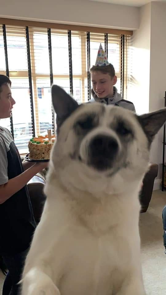 Musashi was adopted from FOA. Musashi thinks it's cool to take selfies 😂