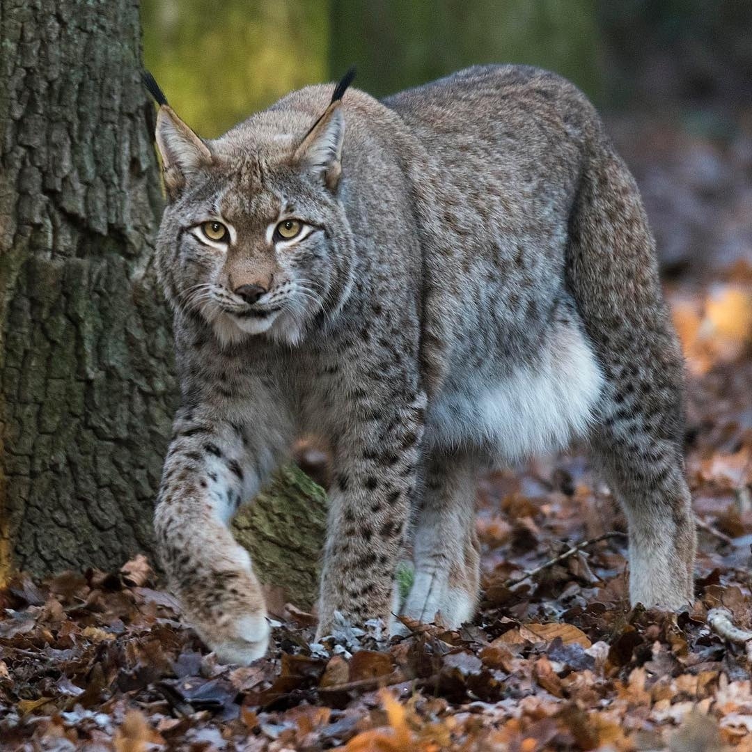 Good morning Twitterworld. Lovely Sunday for all.😍🐯🐾🐈‍⬛❄️😘🌼