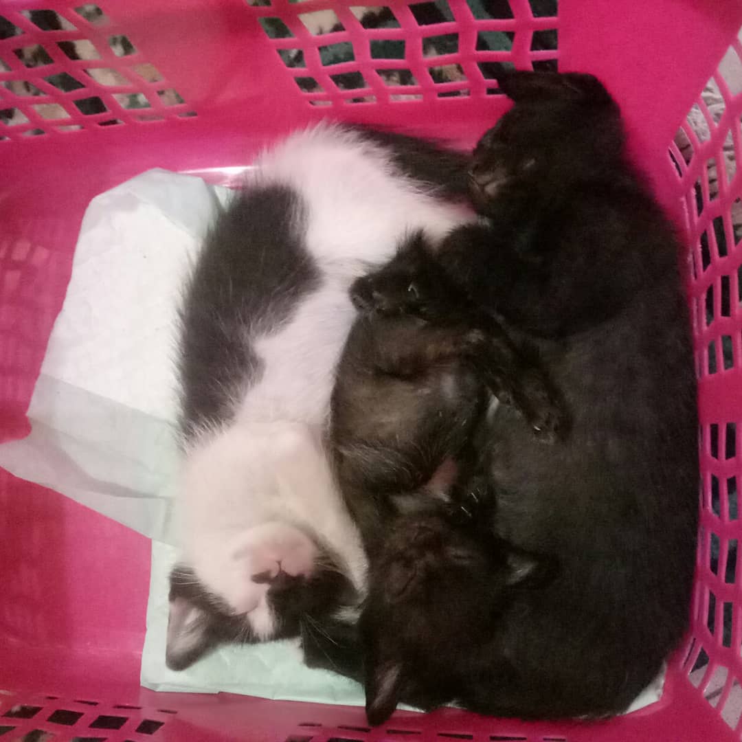 desyr777's tweet photo. @kochengfess Punya 2 , dirumah aja sering gak kelihatan ... Dikira ilang padahal lg dikolong meja ... Love meong itemku ... ❤ https://t.co/L3P1hJ2tYL