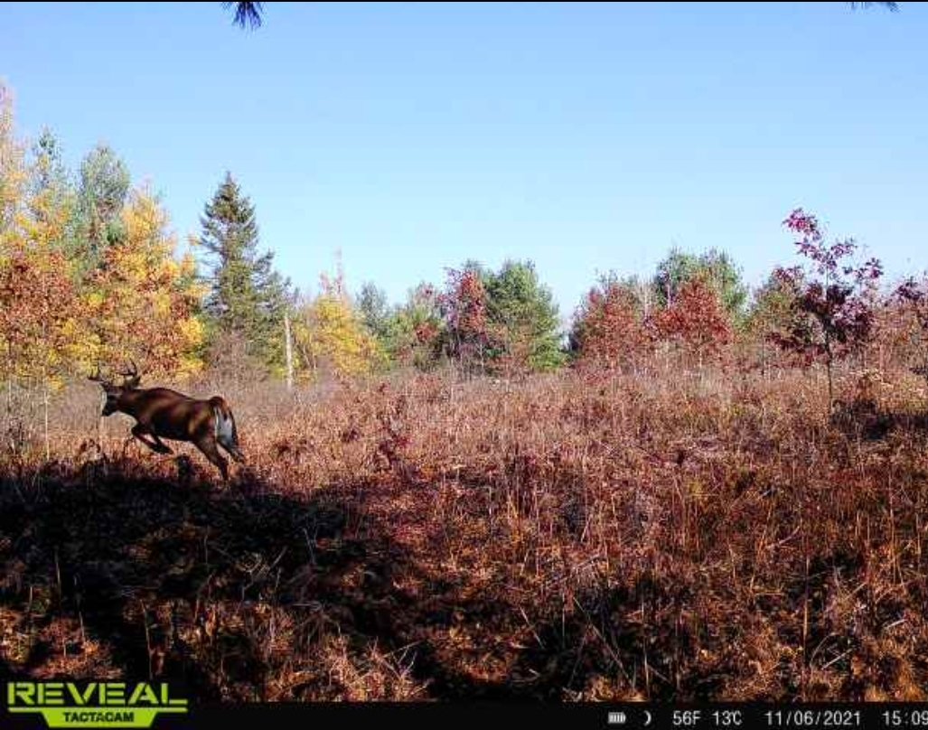 BowhuntressInMI's tweet photo. Buck in Rut #deerhunting #deer #tactacam #rut #chasingdoes
I love the Fall colors too 😂 https://t.co/I19kiT6JOH