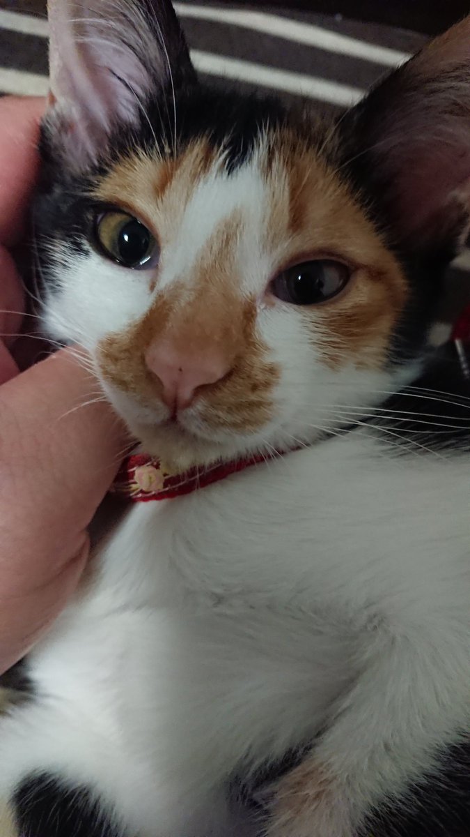yuusukeSXT's tweet photo. アンプ使わずに音出せるようにエフェクターの構築をせないかんのやけど猫がかわいいけん見て。 https://t.co/PsPFEa6Khp