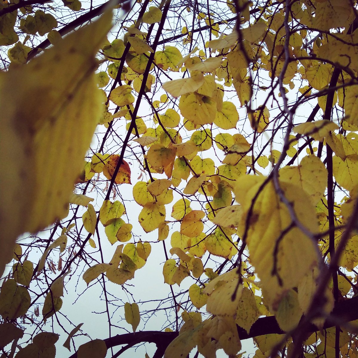 VicAit's tweet photo. Autumn. https://t.co/2ysfVIvKTW
