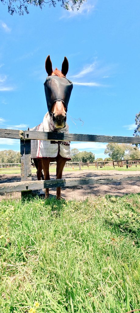 GemmaTognini's tweet photo. Goodnight from Renzo, in Summer stealth mode. 😍
#EquestrianTwitter https://t.co/ZDpoQb8kS3
