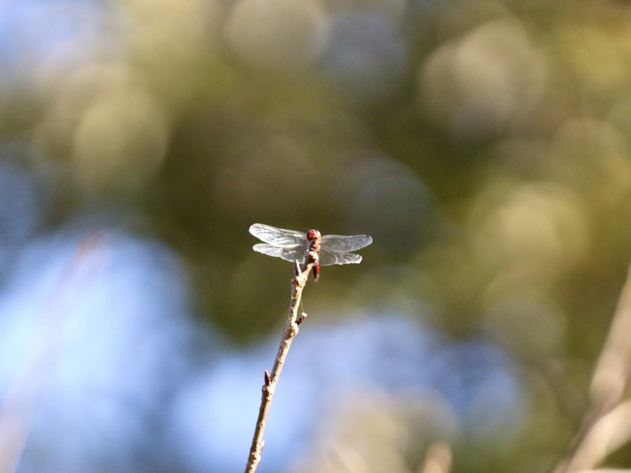 タツポル コロナ警戒中 秋ですなあ 赤トンボ みずほの自然の森公園 T Co Qv1tb4bflk Twitter タツポル コロナ警戒中 秋ですなあ 赤トンボ みずほの自然の森公園 T Co Qv1tb4bflk Twitter