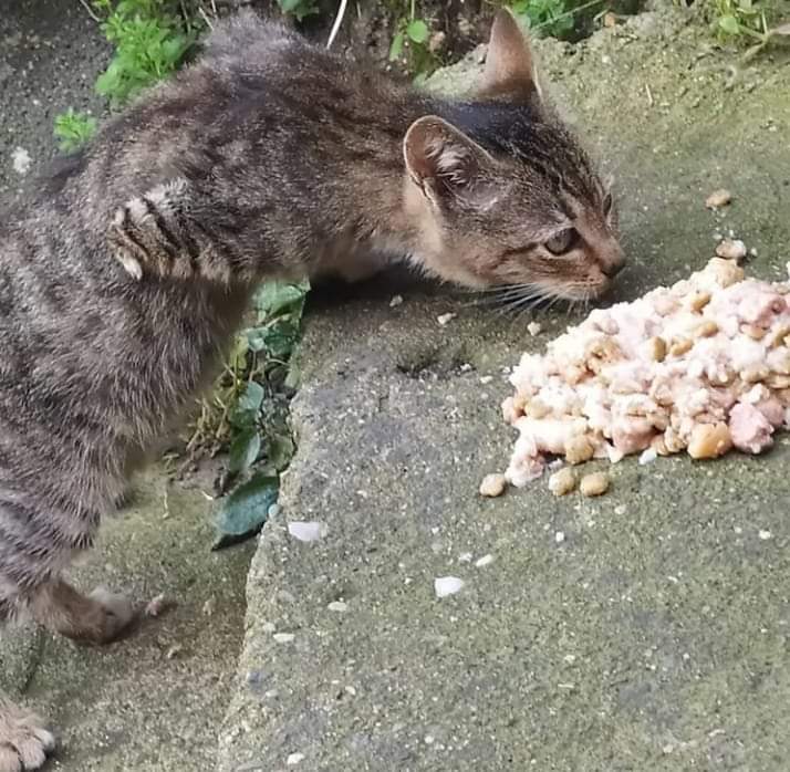 ÖN İKİ PATİSİ OLMAYAN EVLAT SOKAKTA BU HALDE YAŞAM SAVAŞI VERİYOR ACİL YAVRUMUZU KURTARIP GÜVENE ALACAK SICACIK ÖMÜRLÜK YUVASI ARANIYOR.
ZONGULDAK
İLETİŞİM:0507 125 0670