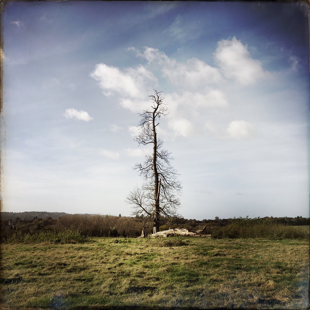 Tree of the day <a href="/campbellclaret/">ALASTAIR CAMPBELL</a> ? Penshurst, Kent. Symbolising the amount of life I have ready to tackle the Christmas term. #treeoftheday