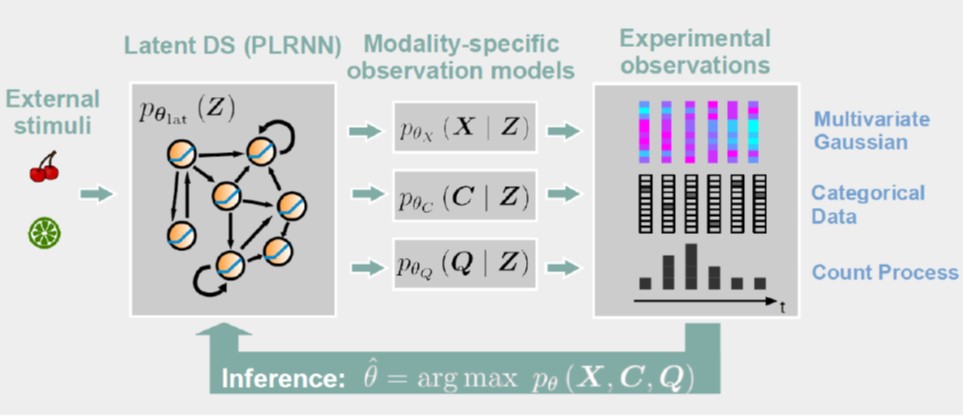 In science we often access the same system via many diff. data channels simultaneously, e.g. neural activity and behavior in #neuroscience. #ML
Here we develop a general framework for nonlinear #DynamicalSystems reconstruction based on *multi-modal* RNNs: arxiv.org/abs/2111.02922