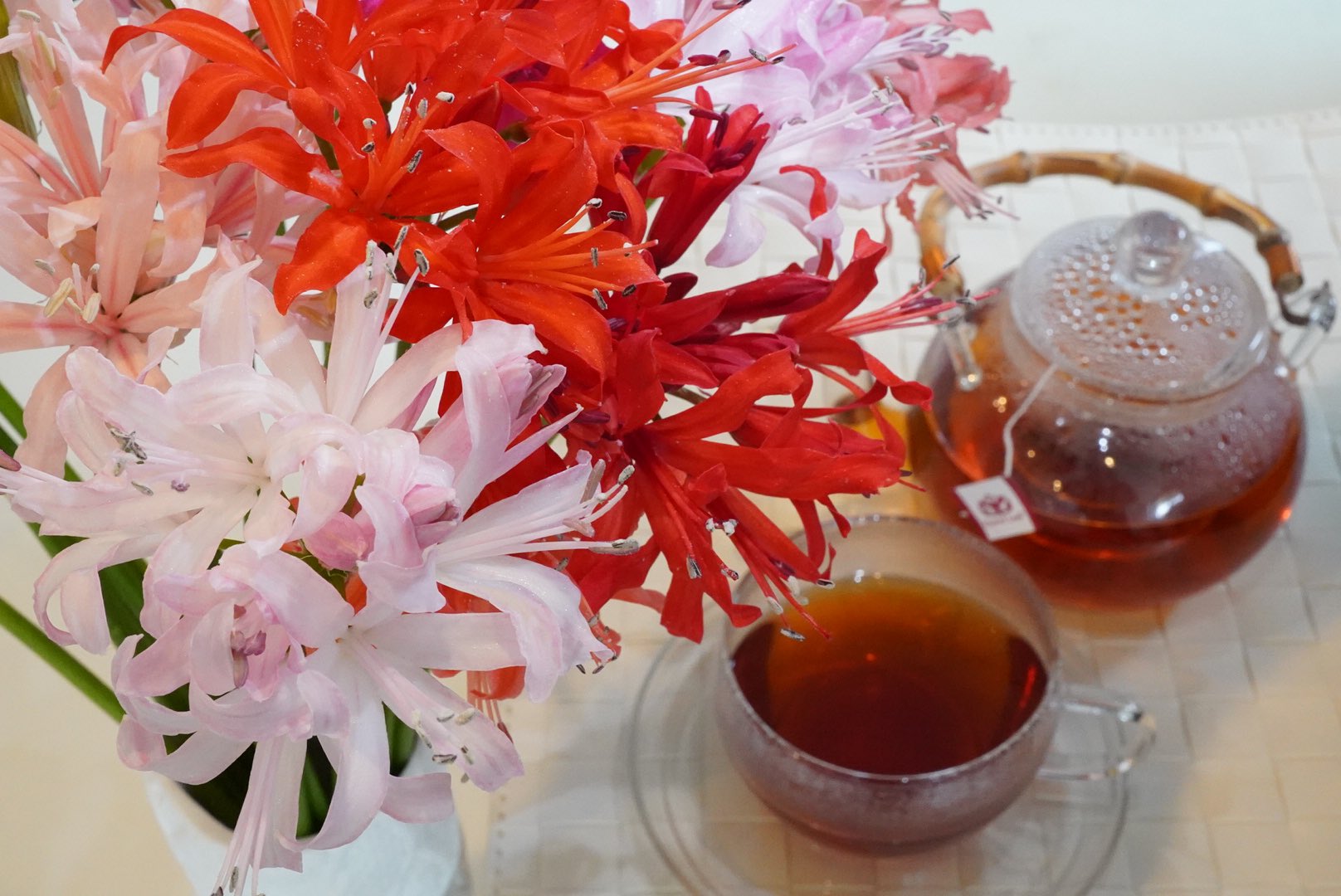 United Leaf ユナイテッドリーフ ダイヤモンドリリー Nerine とルイボスティー 花びらが宝石のように キラキラと輝くことから ダイヤモンドリリー の名前で親しまれています 東京清瀬市の横山園芸さんで育て続けているダイヤモンドリリー この不思議