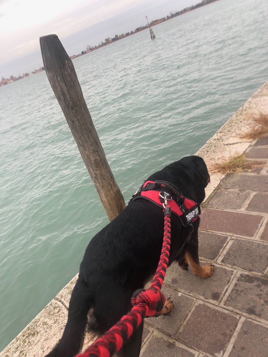 ZAliozi's tweet photo. So this week there were exceptional flooding alarms in #Venice! #Aqualta๐ฒ
I couldn't risk leaving my #dog at home alone, so I was taking her with me to work!
๐So happy that all my students & colleagues โค๏ธher!
#JanisTheDog #ESAdog #AcademicDog #Rottweiler #DogsofTwittter https://t.co/NBdcbUTAxB