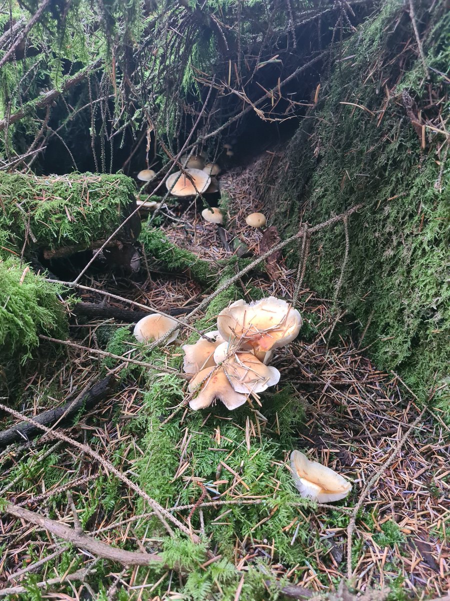 muscariamadge's tweet photo. @martinDepear33 @darrenhebden @s4r4h_l @FantasticFungi @MushroomWeekly
A few of this mornings finds, will be heading back out soon with my father π₯°π
#amanitamuscaria #bolete #commonbonnet #falsechanterelle
Wonder what we'll find later π₯°
#mushroomtwitter #mycology #fungi https://t.co/TtUzICsHbP