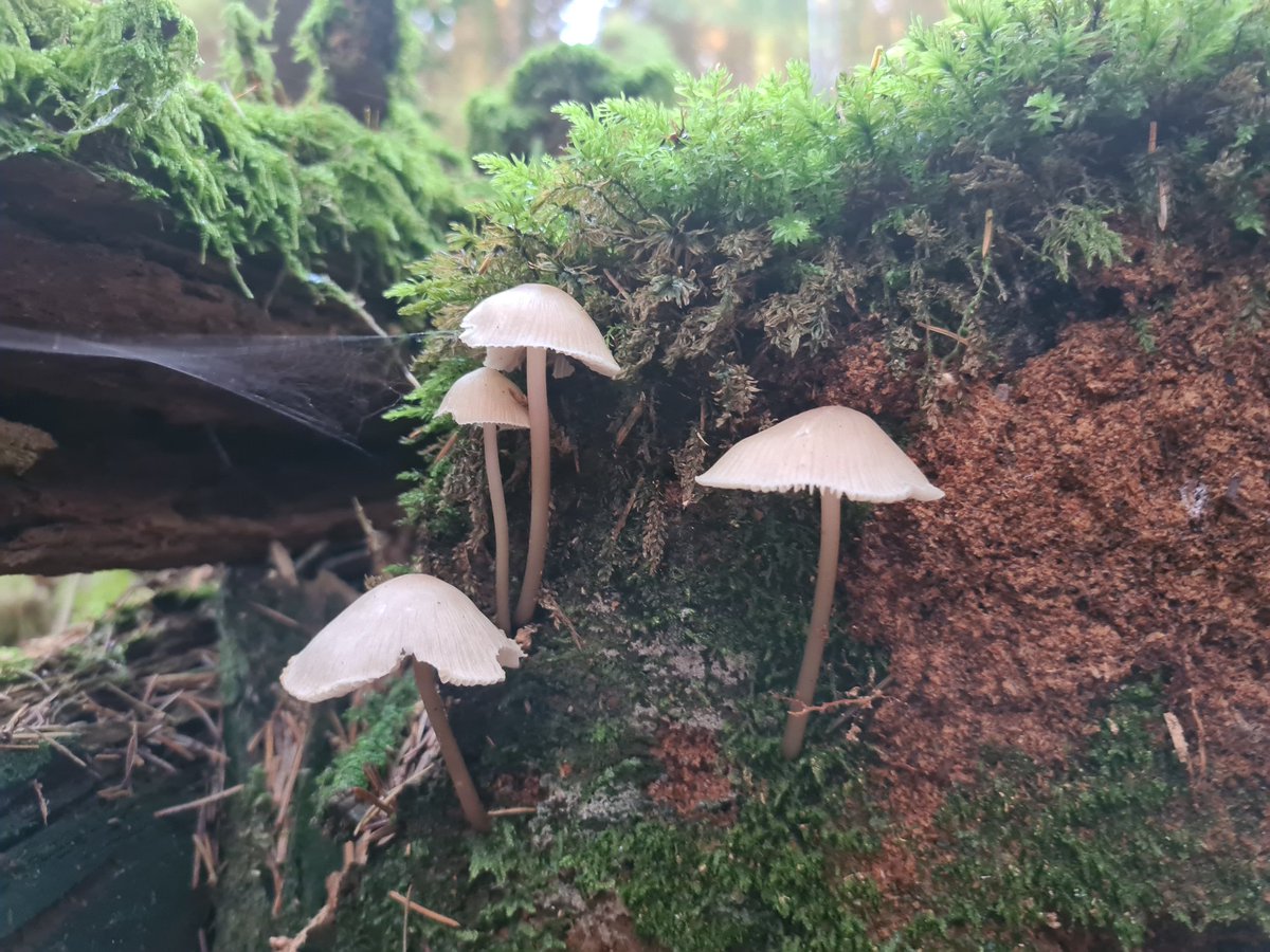 muscariamadge's tweet photo. @martinDepear33 @darrenhebden @s4r4h_l @FantasticFungi @MushroomWeekly
A few of this mornings finds, will be heading back out soon with my father π₯°π
#amanitamuscaria #bolete #commonbonnet #falsechanterelle
Wonder what we'll find later π₯°
#mushroomtwitter #mycology #fungi https://t.co/TtUzICsHbP