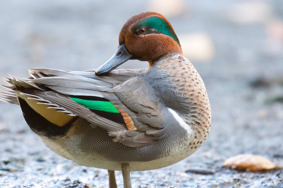 rgbivphotos's tweet photo. Green-winged Teals at The Pool 11/6/21. #teal #duck #centralparkbirds #nycbirds #mycentralpark #green #metallicgreen https://t.co/V0dYwhlcz9