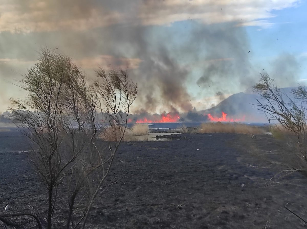 adria_compte's tweet photo. #Incendi de matolls a la zona del Ter Vell del PN del Montgrí, Illes Medes i Baix Ter a l'Estartit (Torroella de Montgrí) 🔥❌

��� @JosepMCompte https://t.co/TnZiY0iSOF