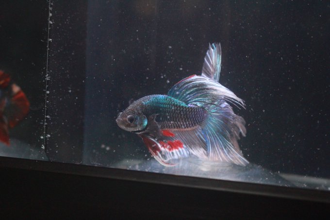 うちのベタが一番可愛いのtwitterイラスト検索結果