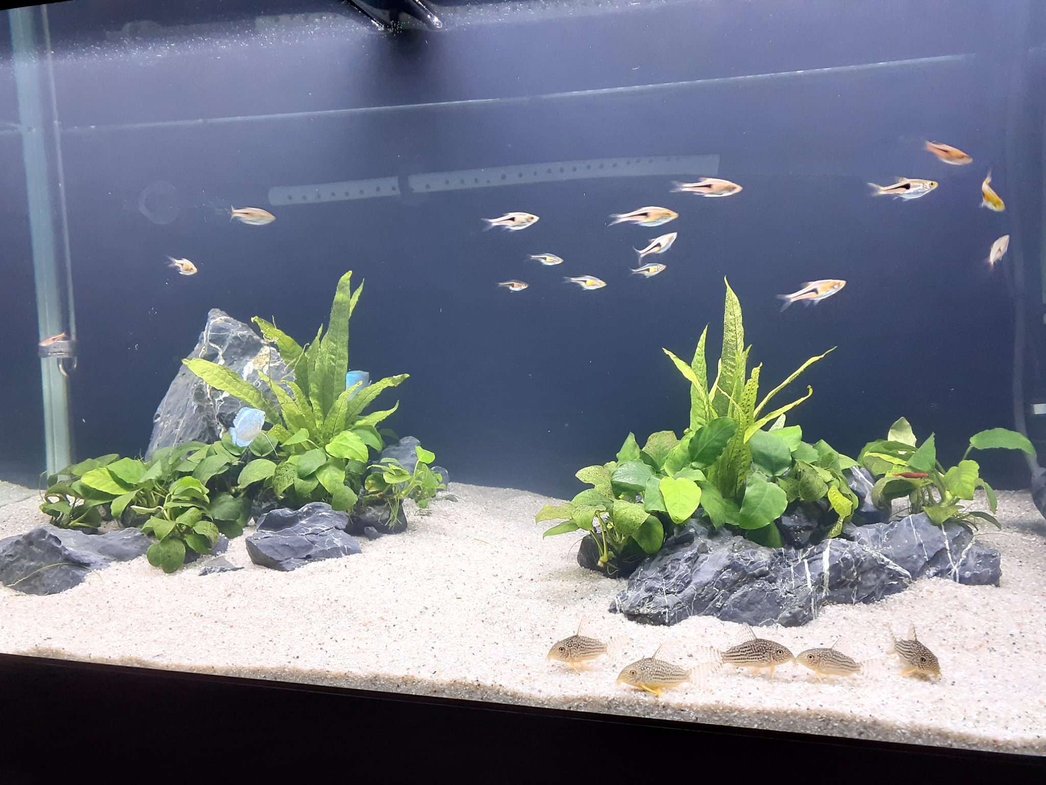 Sakurasaku 水槽のリセットとレイアウト変更 冬のイメージで底床は白い田砂にかえて水草はトリミングの手間がかからないアヌビアスナナとミクロソリウムの２種類 新しくなった底床にステルバイ気持ち良さそうに戯れてます 熱帯魚 水草 コリドラス